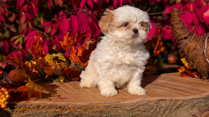 SHIH TZU (09/03) FEMALE