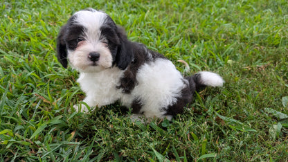 TEDDY BEAR (06/29) MALE