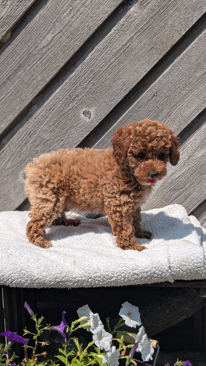 MINI POODLE (MAY 12) FEMALES