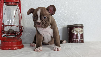 FRENCHTON (NOV 15) MALES