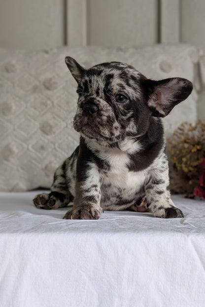 FRENCH BULLDOG (MAY 27) MALES