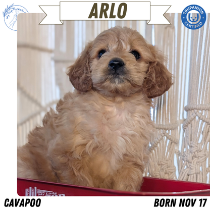CAVAPOO (NOV 17) MALES