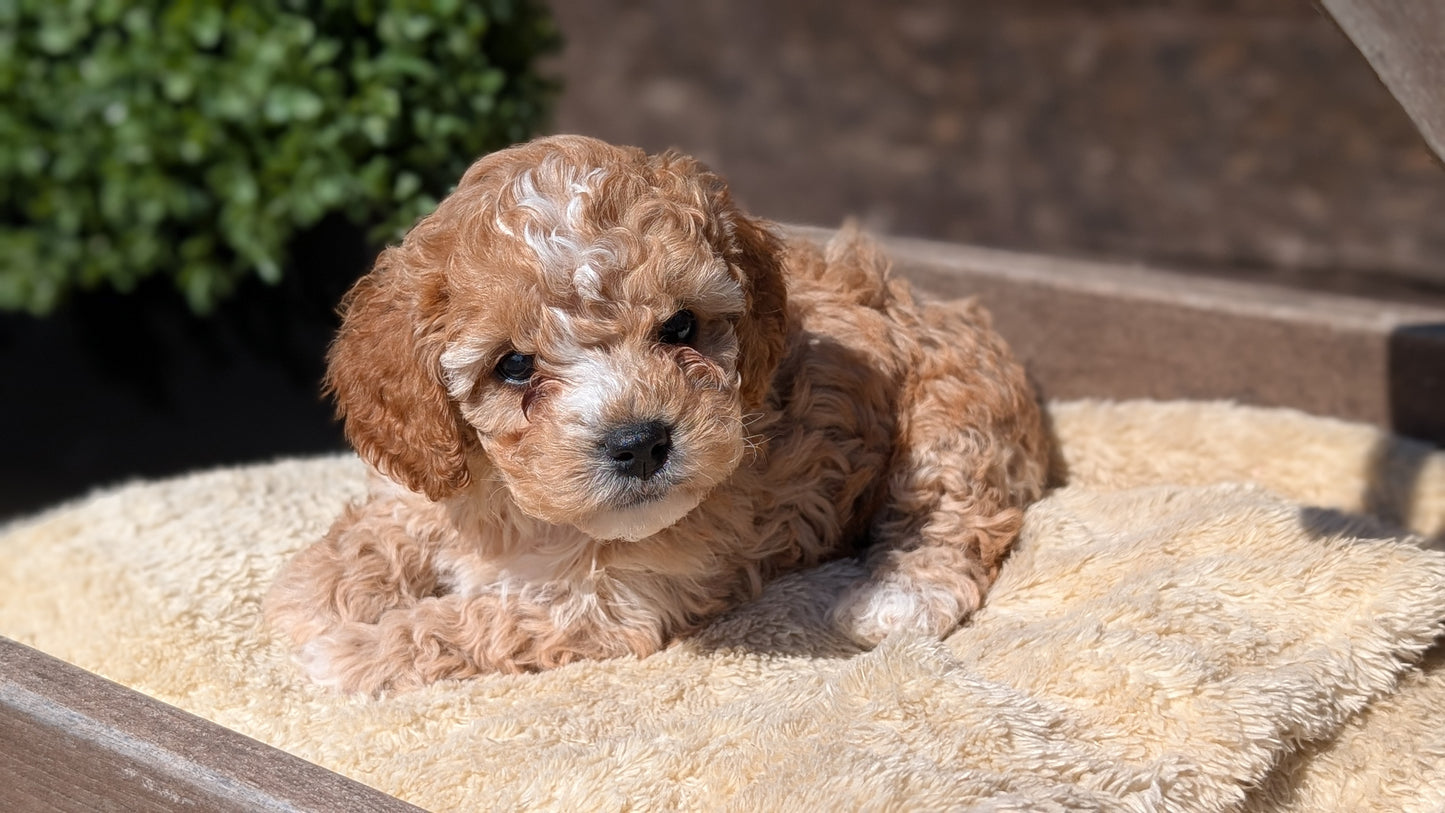 COCKAPOO (MAY 13) MALES