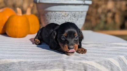 MINI DACHSHUND (09/01) MALE
