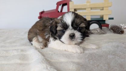 SHIH TZU (DEC 03) MALES