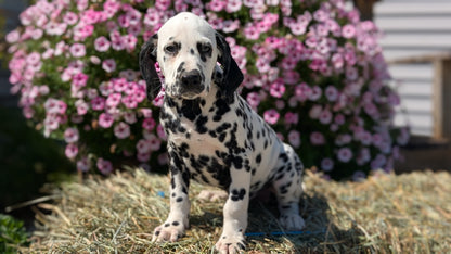 DALMATIAN (JUN 29) MALES