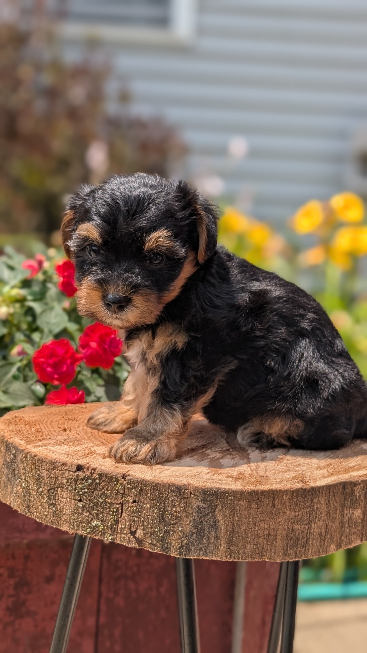 YORKIPOO (MAY 26) FEMALES