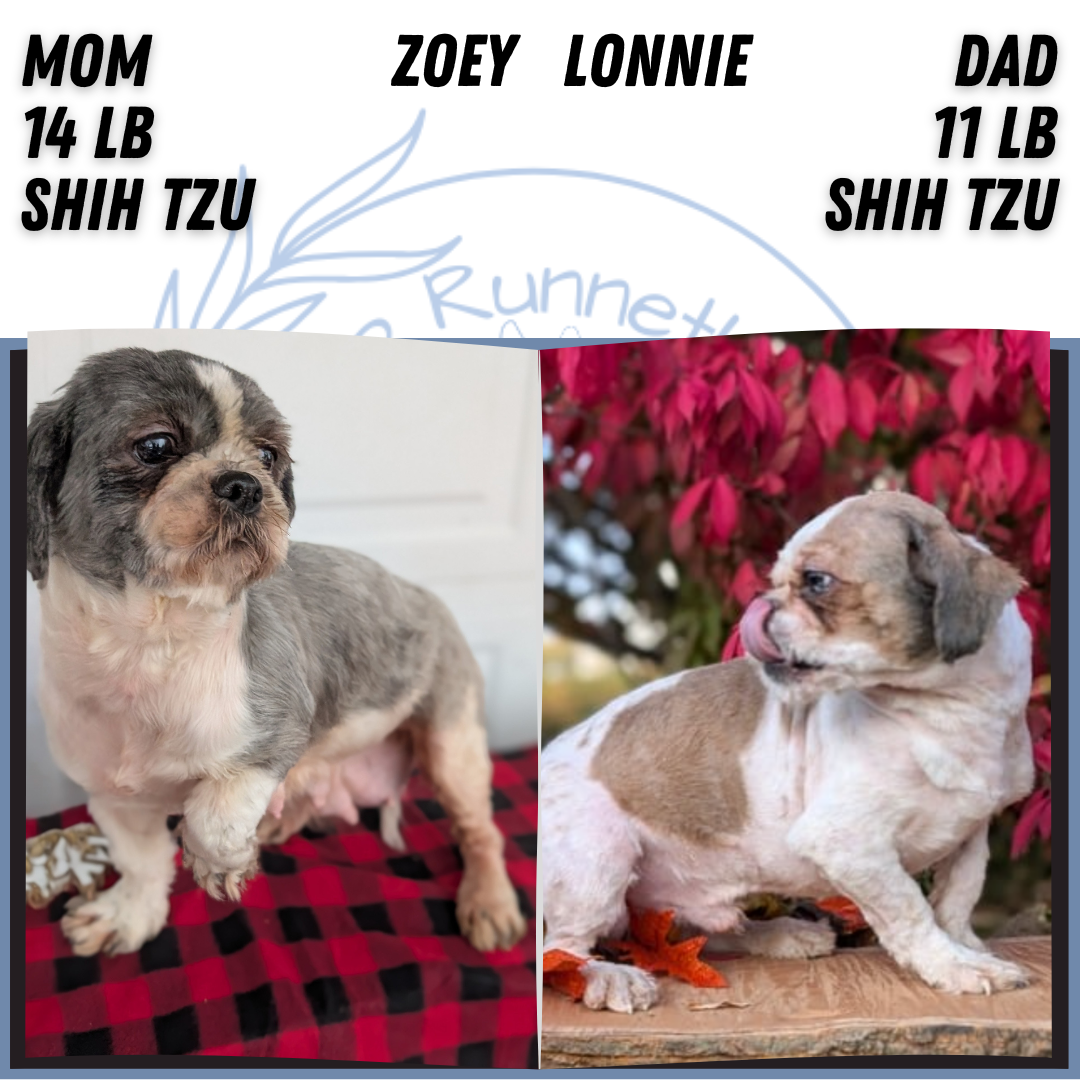 SHIH TZU (NOV 15) FEMALES