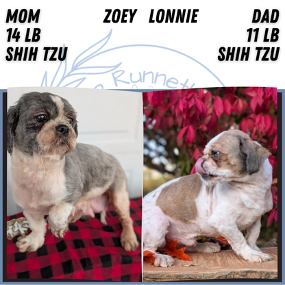 SHIH TZU (NOV 15) FEMALES
