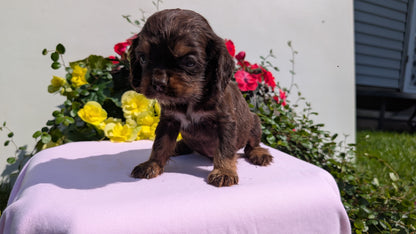 COCKER SPANIEL (07/16) MALE