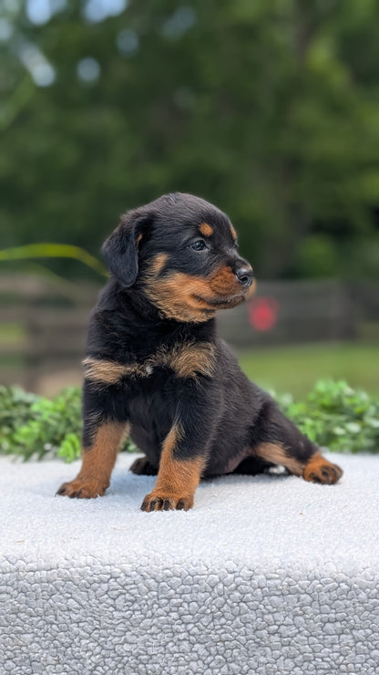 ROTTWEILER (05/28) FEMALE