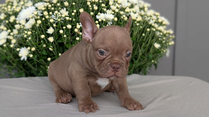 FRENCHTON (JUL 24) 1 FEMALE/1 MALE
