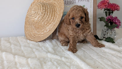 MINI POODLE (06/29) MALE