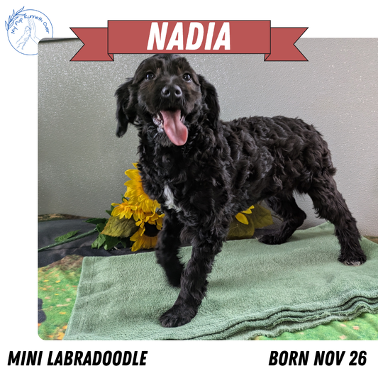 MINI LABRADOODLE (11/26) FEMALE