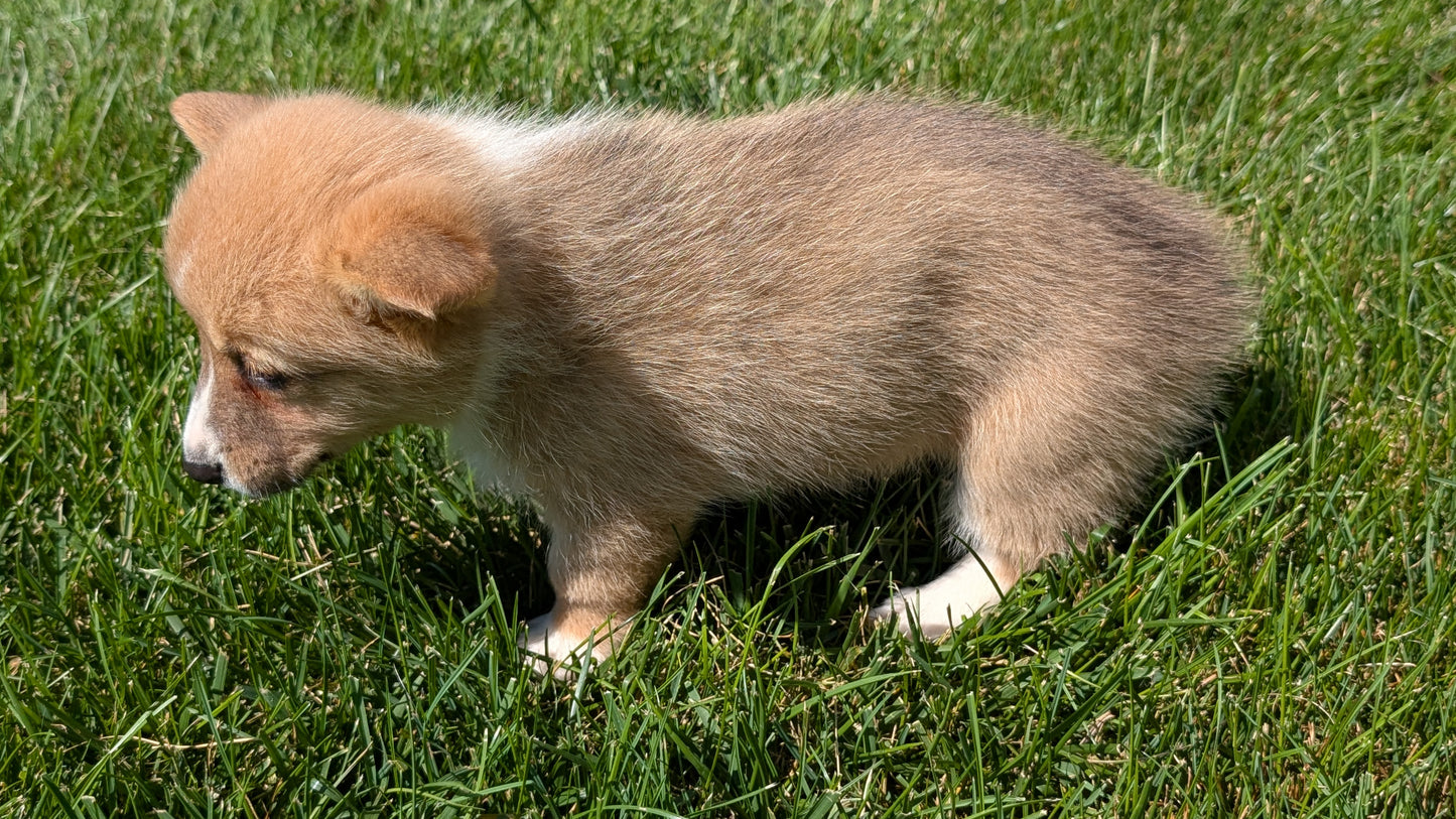CORGI (07/10) FEMALE