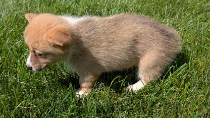 CORGI (07/10) FEMALE