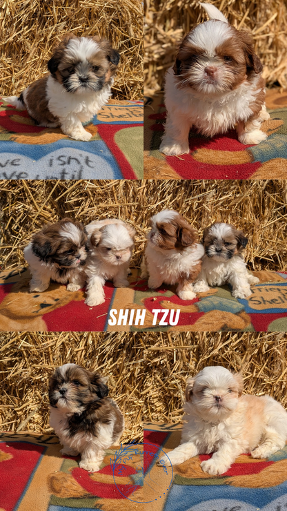 SHIH TZU (02/01) FEMALE