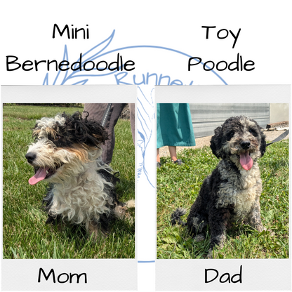 TOY BERNEDOODLE (06/11) MALE