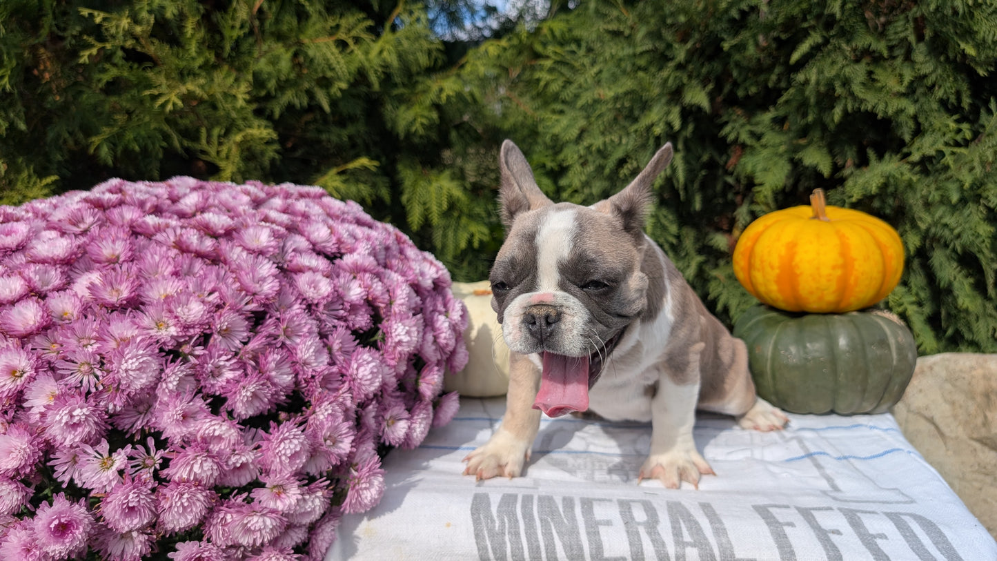 FRENCH BULLDOG (07/03) FEMALE