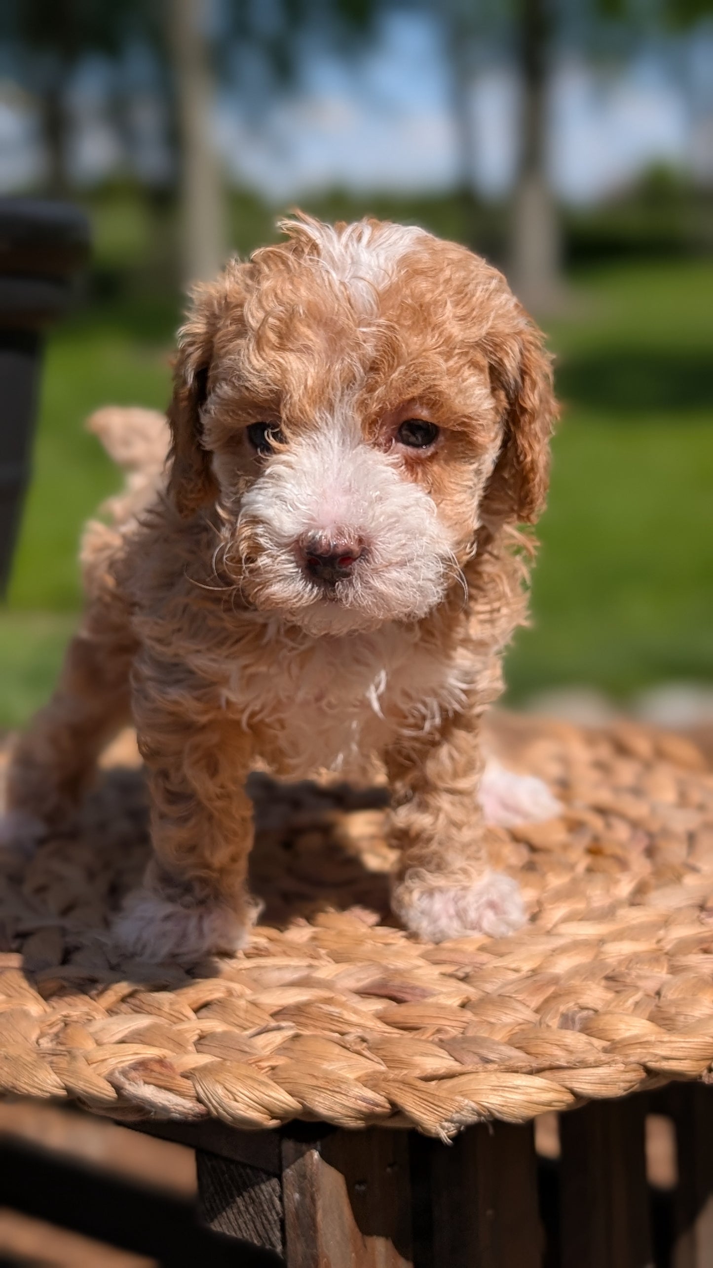 MINI POODLE (APR 03) FEMALES