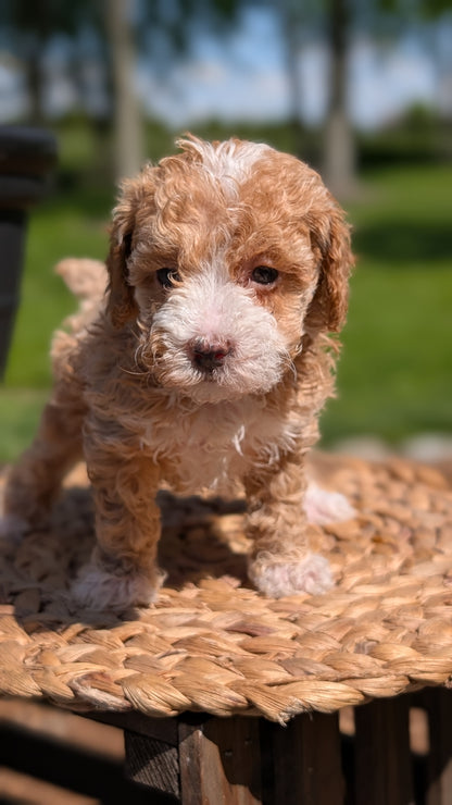 MINI POODLE (APR 03) FEMALES