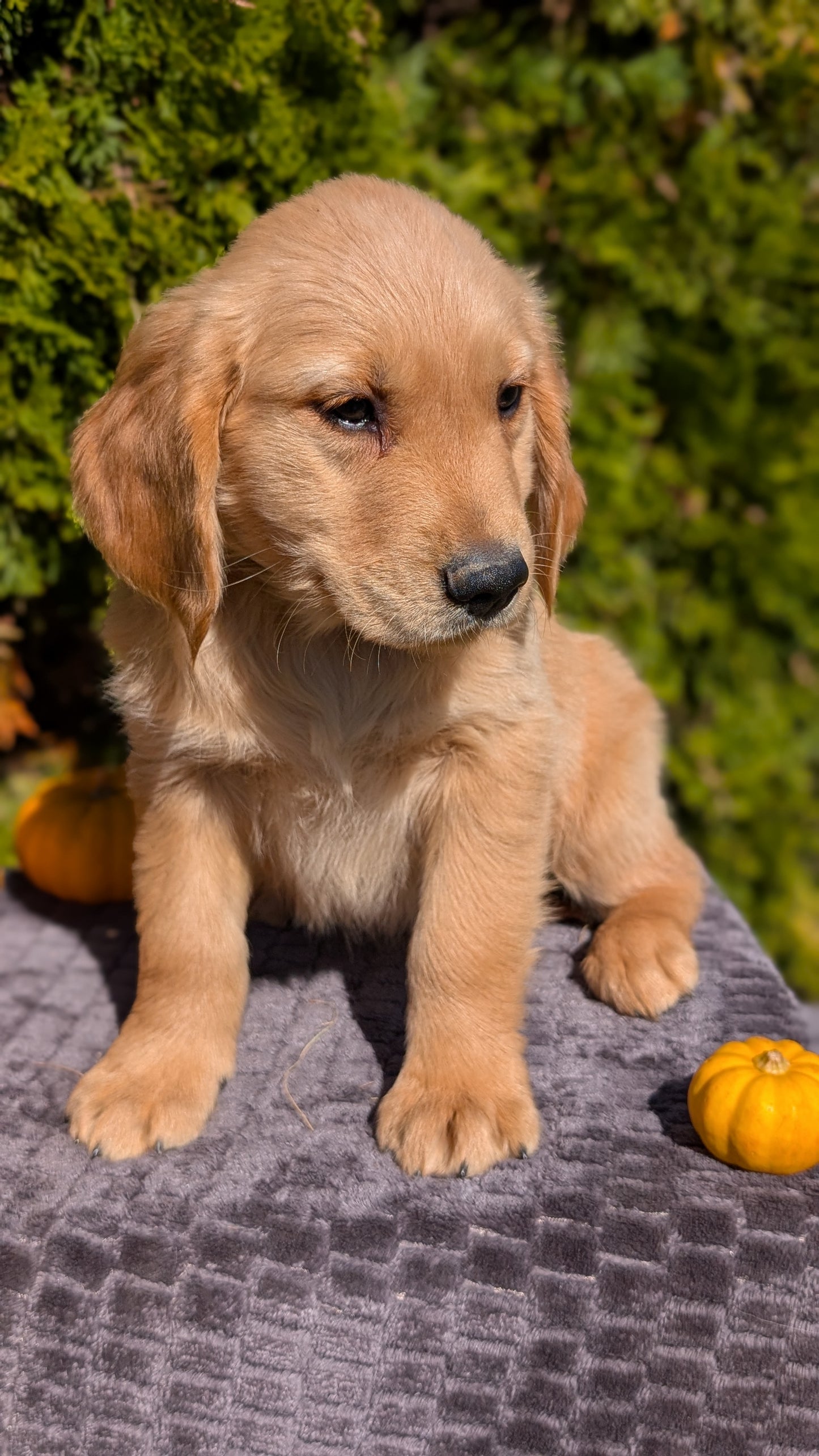 GOLDEN RETRIEVER (08/14) MALE