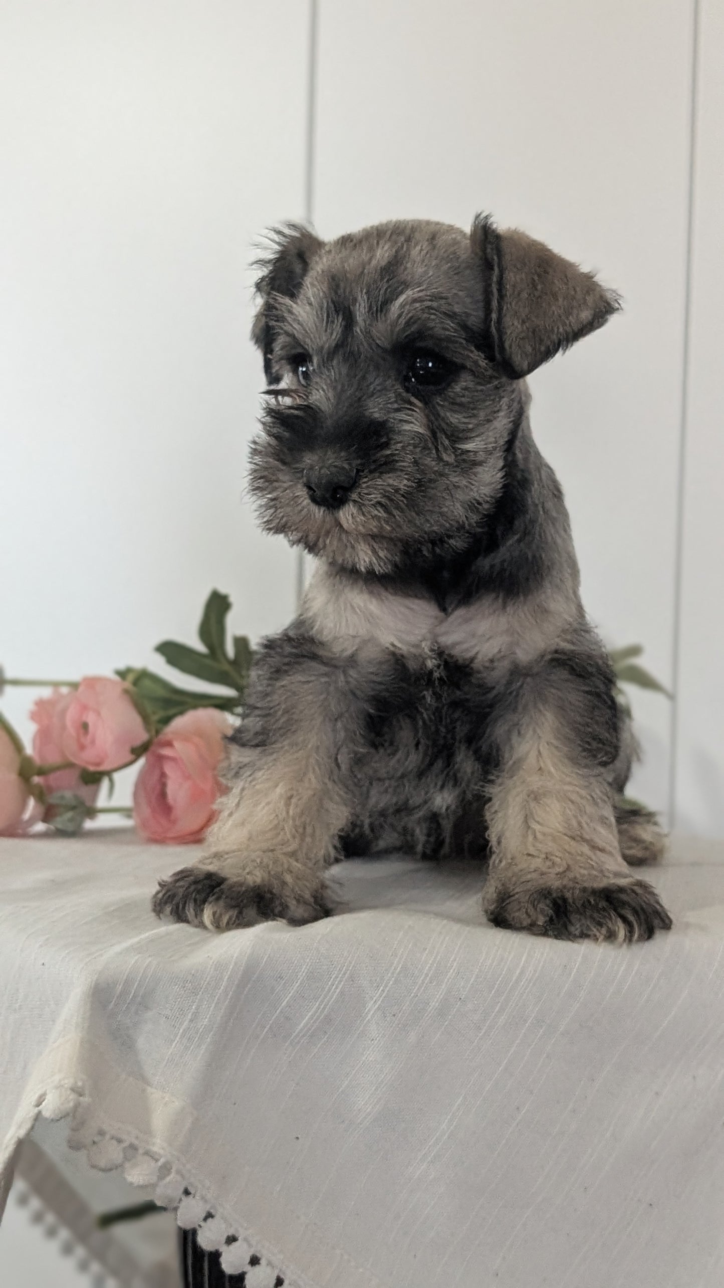MINI SCHNAUZER (JAN 14) FEMALES