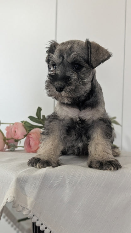 MINI SCHNAUZER (JAN 14) FEMALES