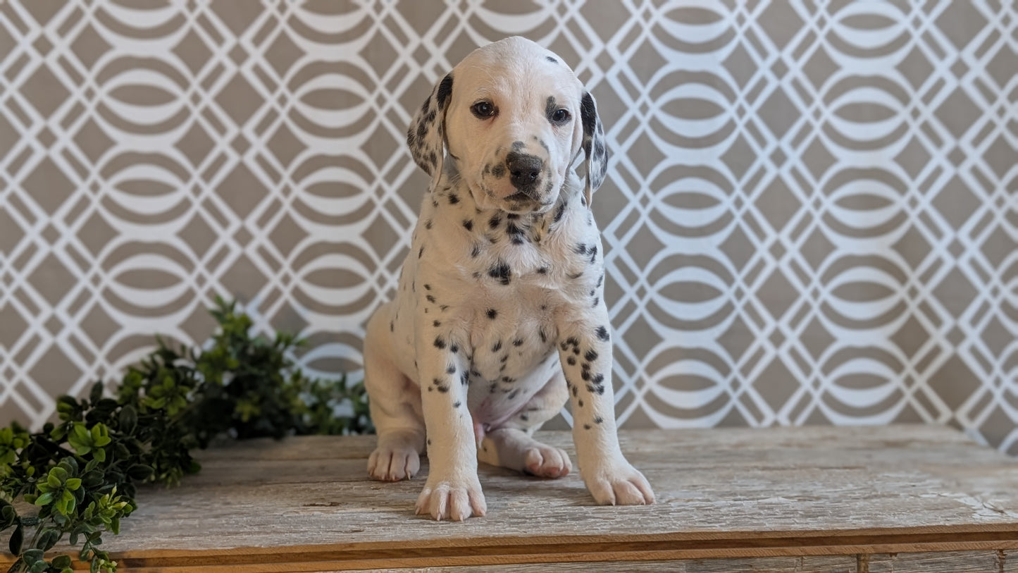 DALMATIAN (FEB 06) MALES