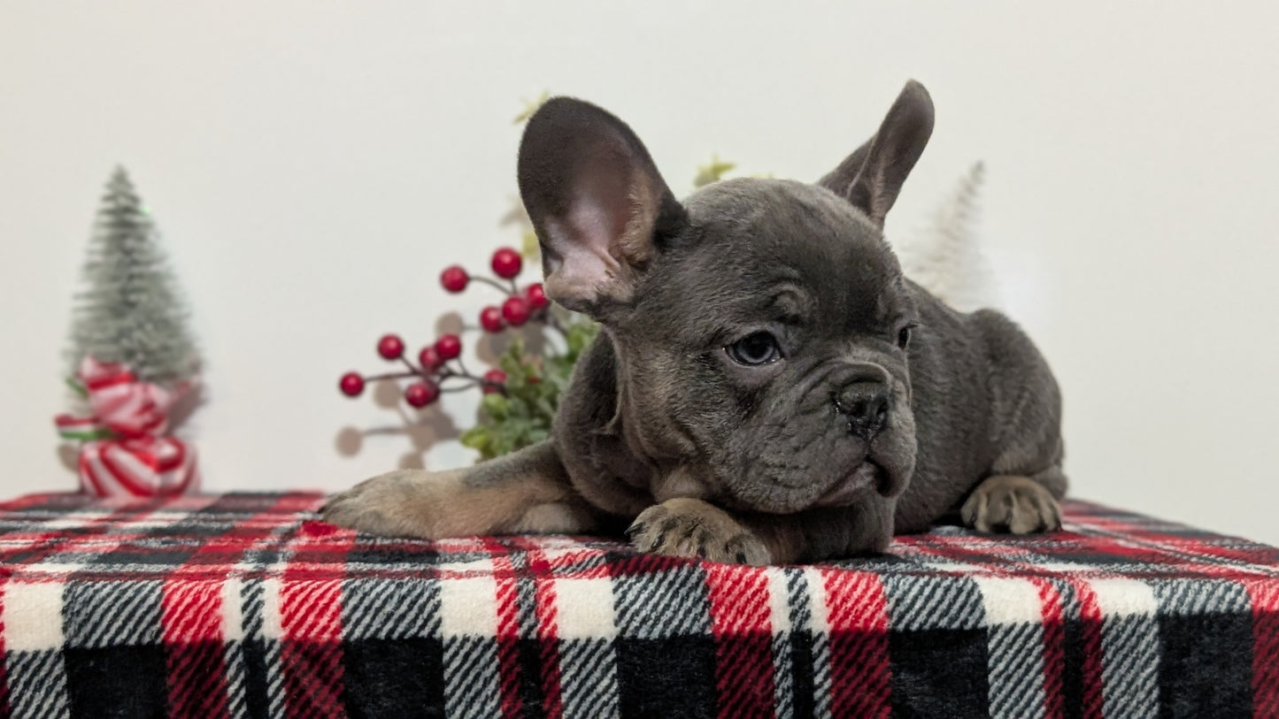FRENCH BULLDOG (OCT 03) MALES
