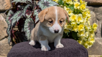 CORGI (JUL 13) 2 FEMALES/3 MALES