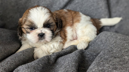 SHIH TZU (10/08) MALE