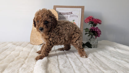 MINI POODLE (06/29) FEMALE
