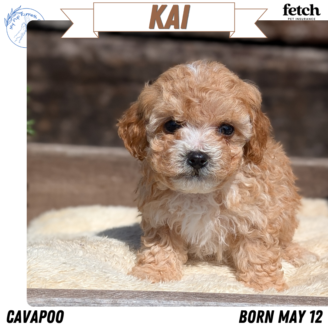 CAVAPOO (MAY 12) MALES