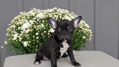 FRENCHTON (JUL 14) 2 MALES/1 FEMALE