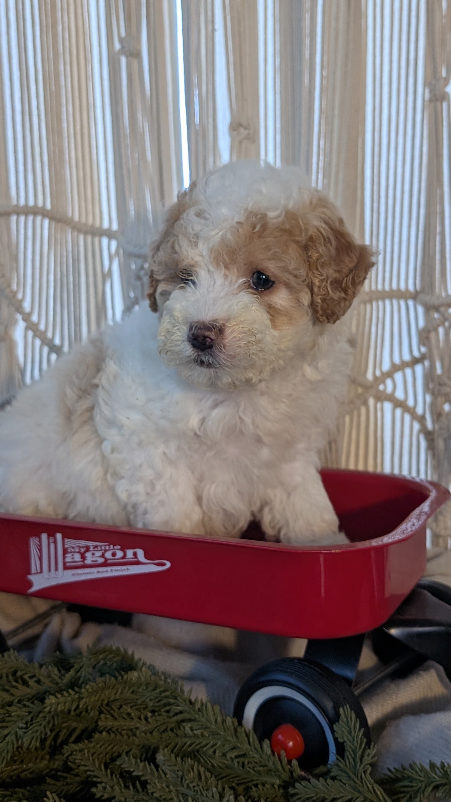 CAVAPOO (NOV 17) FEMALES