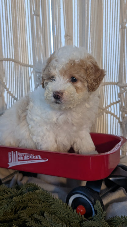 CAVAPOO (NOV 17) FEMALES