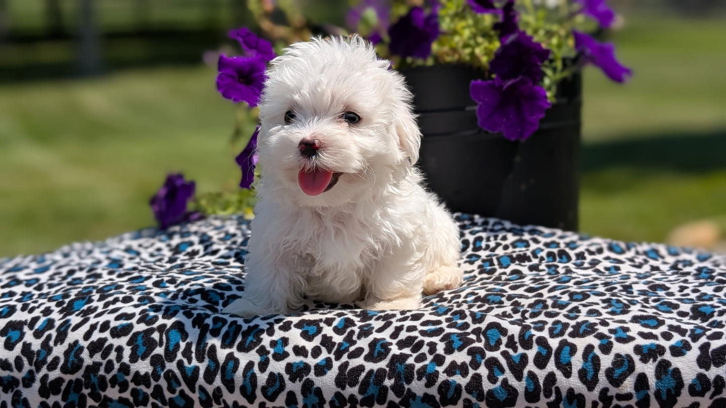 MALTESE (JUN 13) MALE