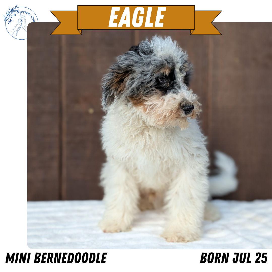 MINI BERNEDOODLE (07/25) MALE