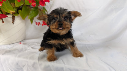 YORKSHIRE TERRIER (06/14) FEMALE
