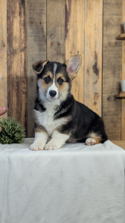 CORGI (JAN 05) MALES