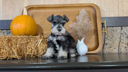 MINI SCHNAUZER (09/11) FEMALE