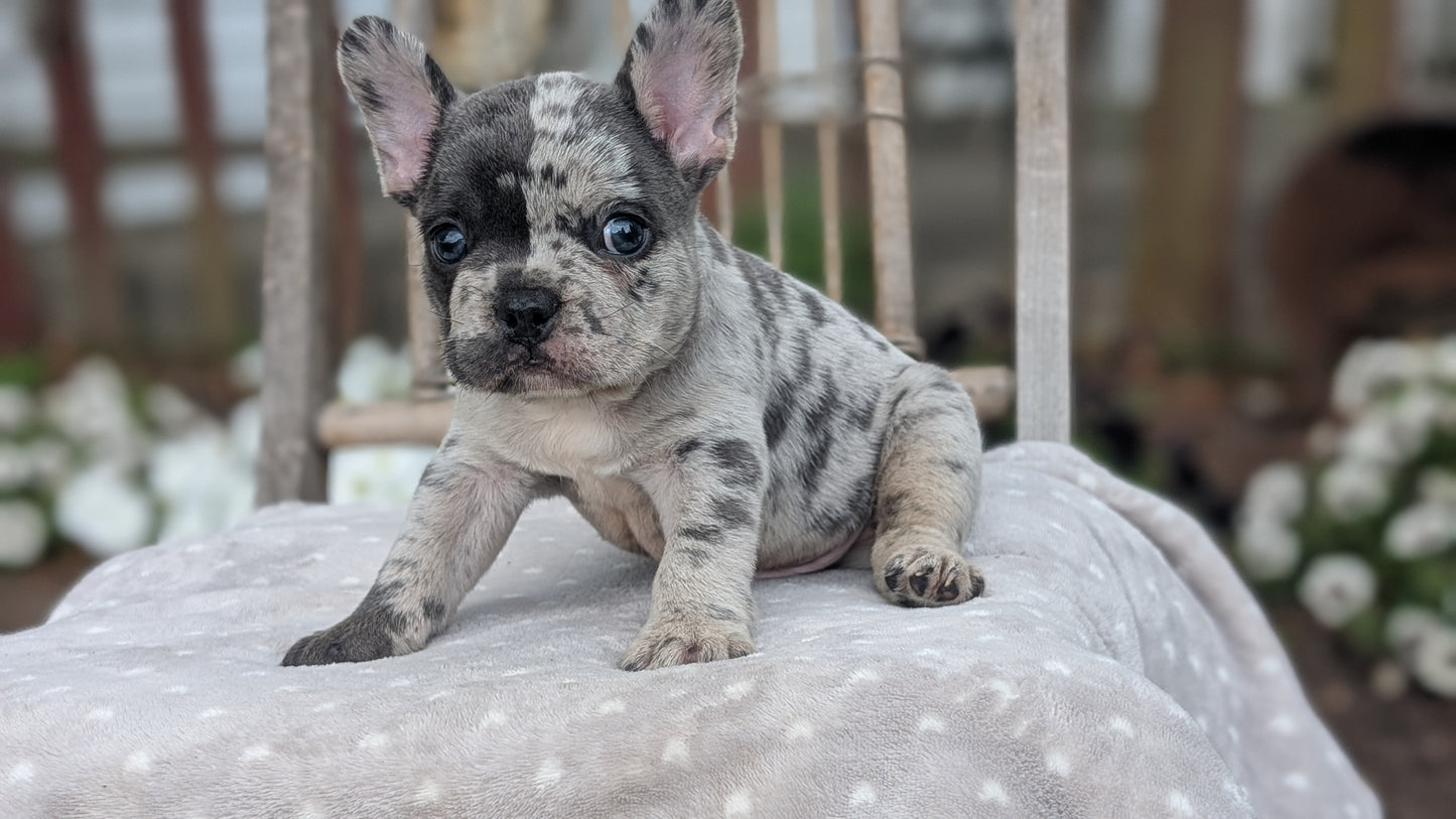 FRENCH BULLDOG (05/20) MALE