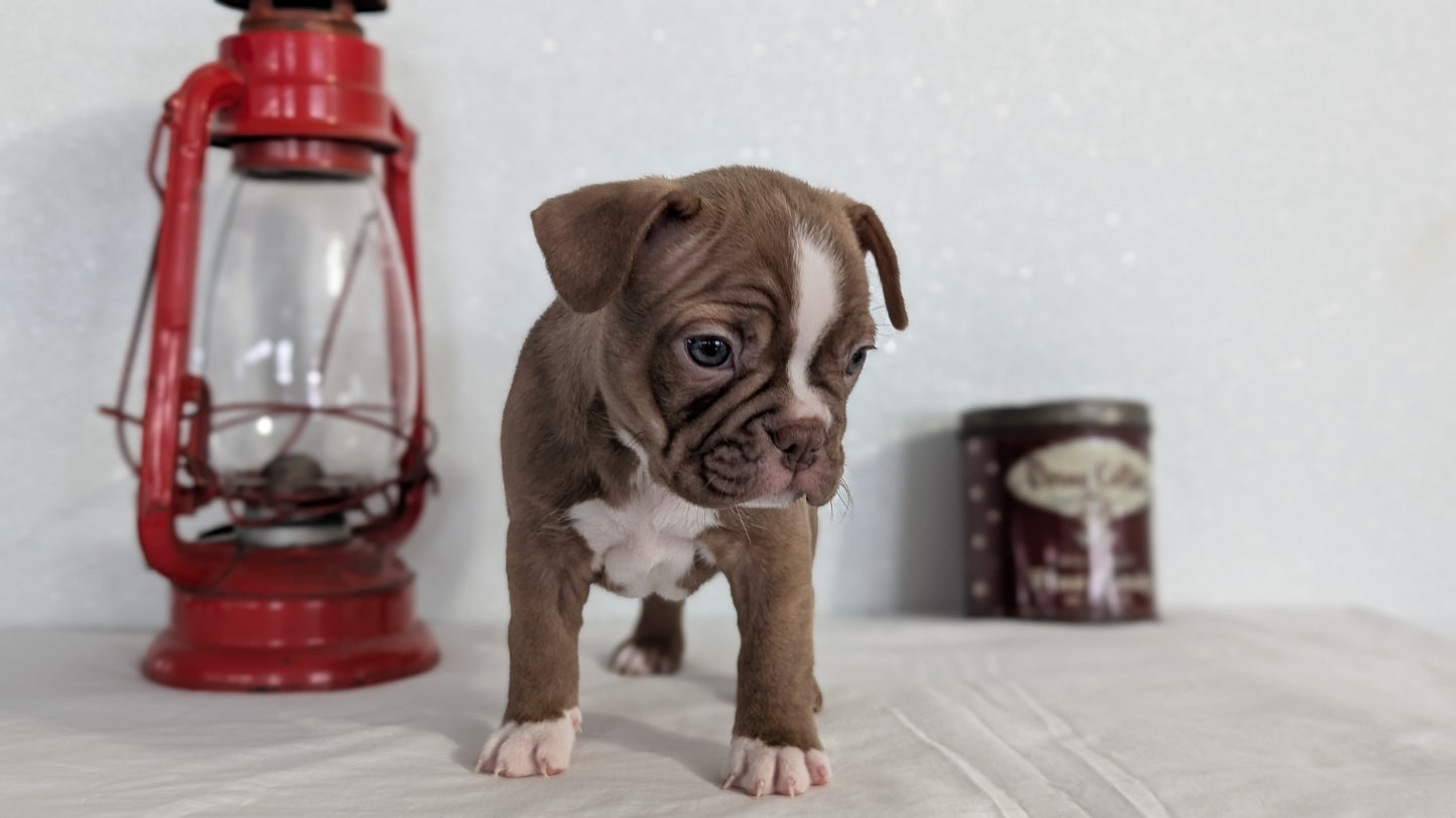 FRENCHTON (NOV 15) FEMALES