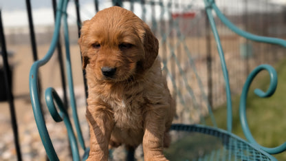 GOLDEN RETRIEVER (FEB 04) MALE