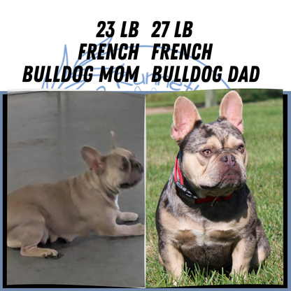 FRENCH BULLDOG (09/09) FEMALE