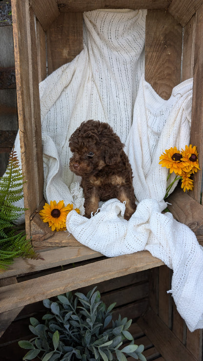 COCKAPOO (06/02) MALE