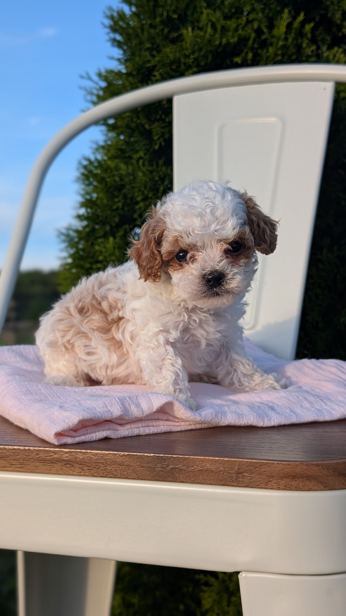 CAVAPOO (MAY 09) MALES