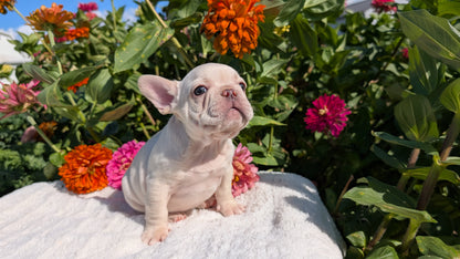 FRENCH BULLDOG (07/08) MALE