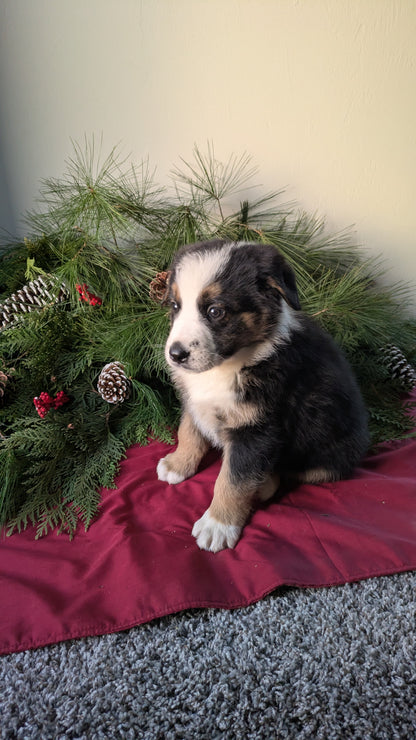 GOLDEN BERNESE (10/28) MALE